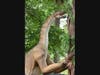 A towering 15-foot Lessemsaurus was added to The Center for Science's Dinosaurs! And Live Animals Exhibit
