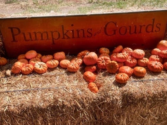  It's not too late to stroll through a pumpkin patch in the Glen Ellyn area and find the biggest pumpkin for a jack-o'-lantern.