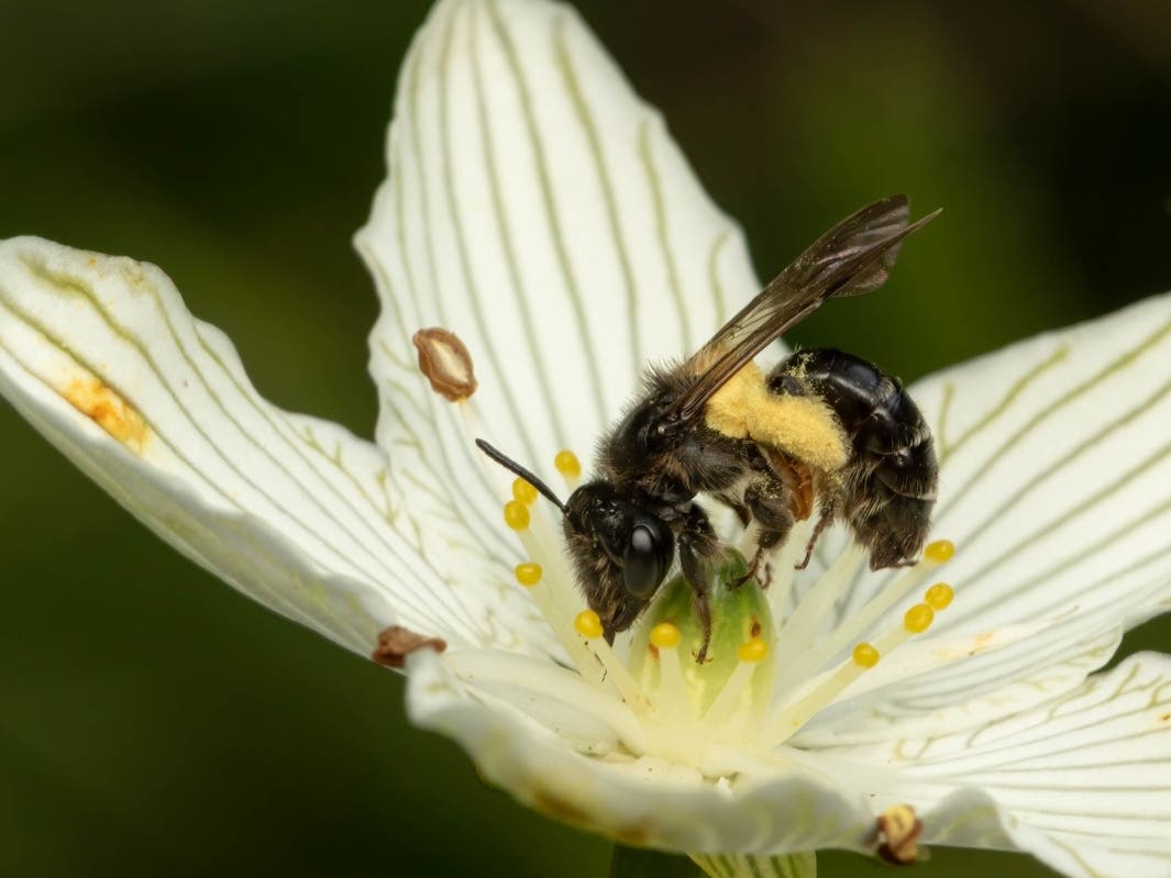 A female Andrena parnassiae gathers pollen on a fen grass of Parnassus flower in Warren County, NJ.