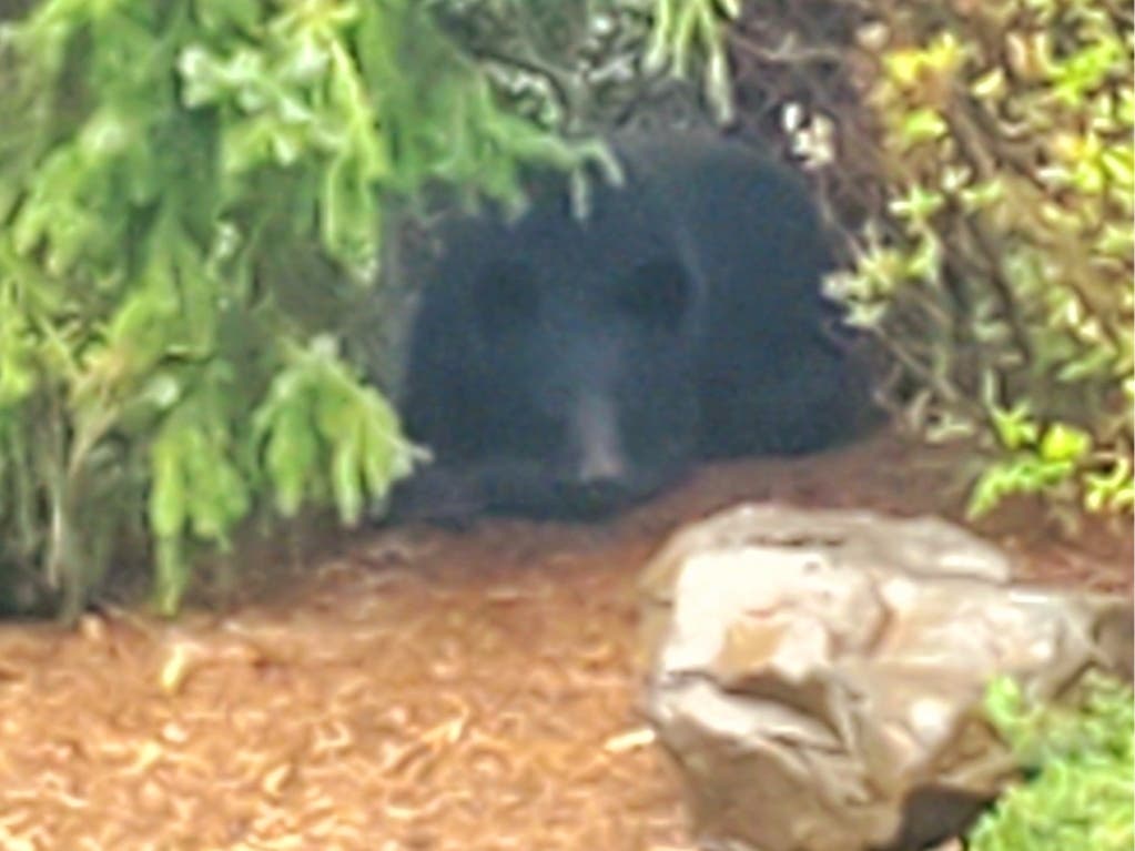 Police in Paramus and Wyckoff Wyckoff Police also shared safety tips for encountering black bears: do not feed bears and if you see one, make noise and don't run away. 