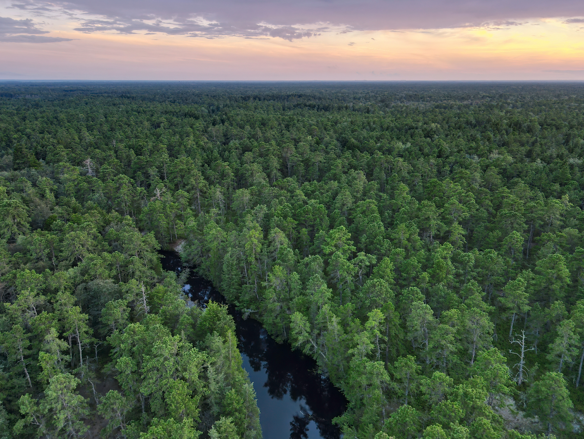 Aerial photograph of the New Jersey pine barrens and Mullica River.