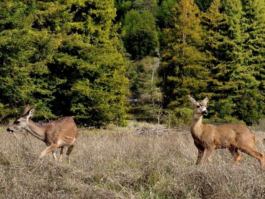 Courtney Teague, Patch, Santa Cruz, Santa Cruz California, Santa Cruz CA, California, CA, Windy Oaks Winery, California Winery, California W