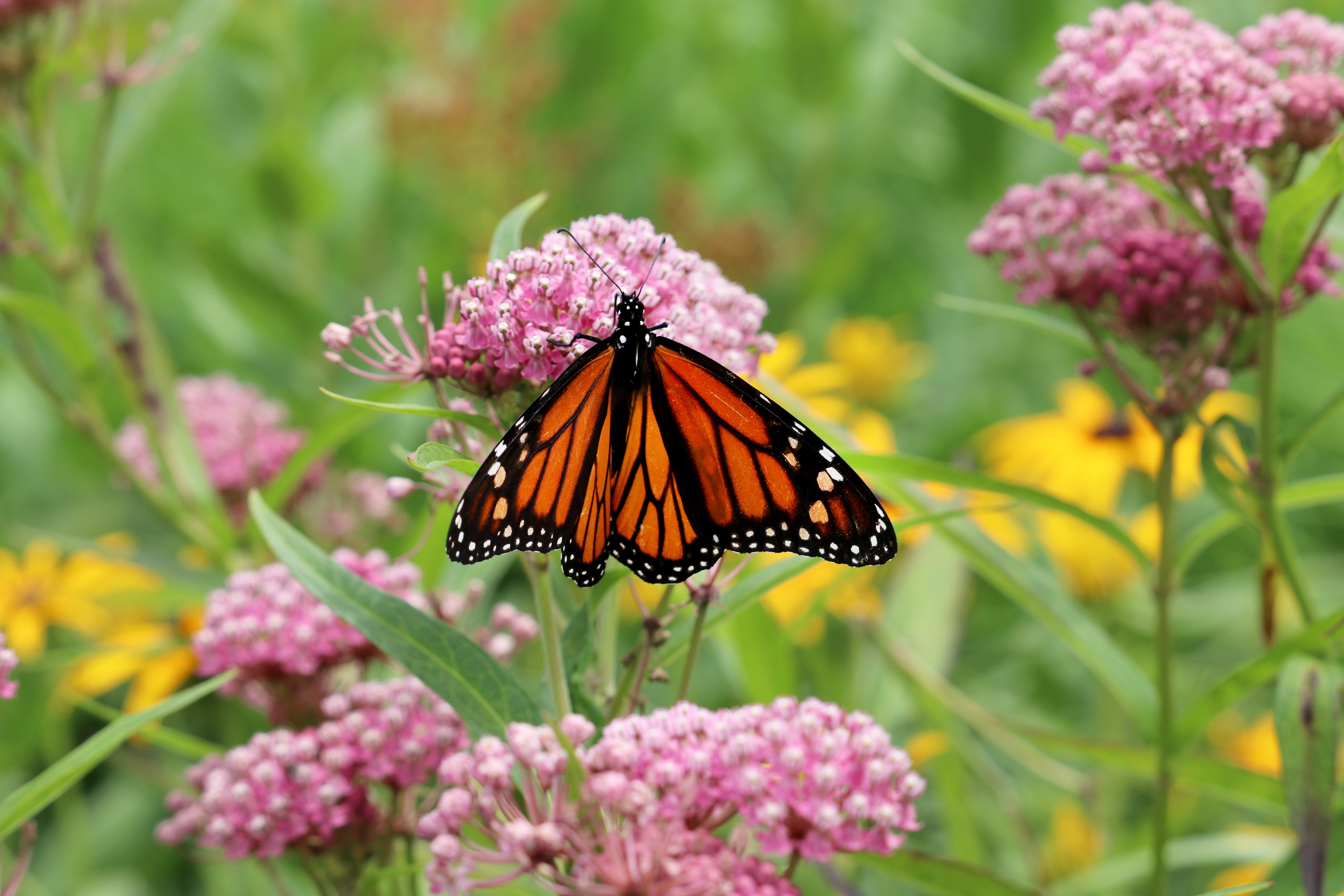 Fall Native Plant Sale