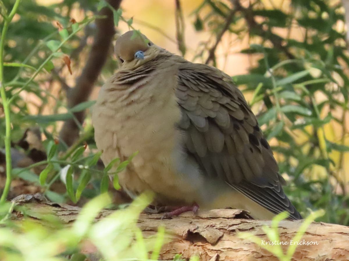 This puffed-up mourning dove was hanging out in San Juan Capistrano this week and just wanted to say, "hello."