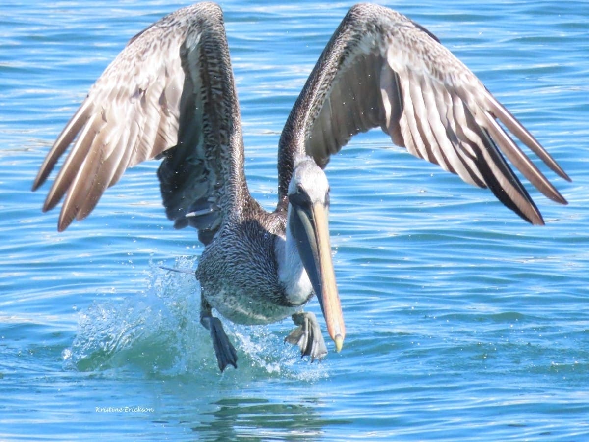 This California brown pelican was skimming the ocean's surface in search of lunch when photographer Kristine Erickson caught him with her camera.
