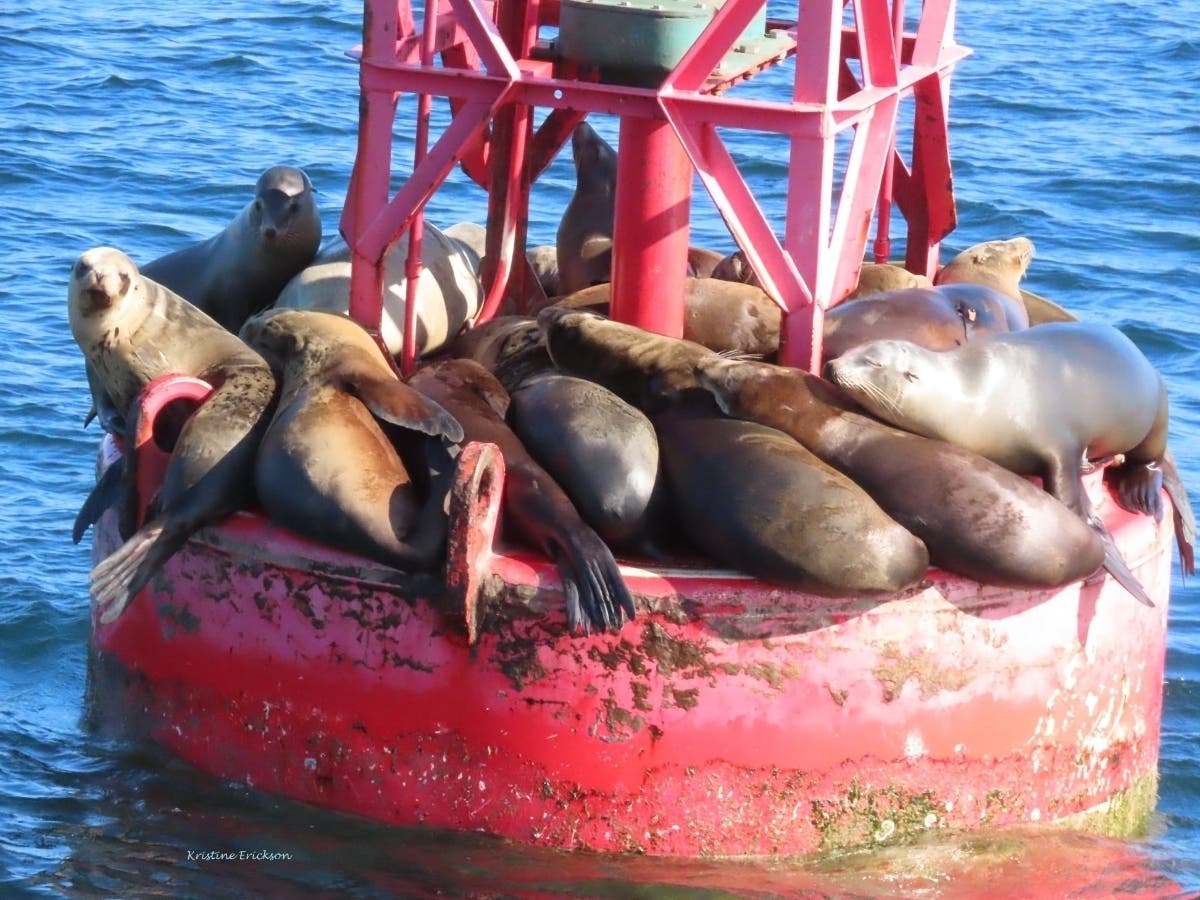 How many sea lions can you fit on a buoy? This squad of 14 (or more) seems intent on finding out.