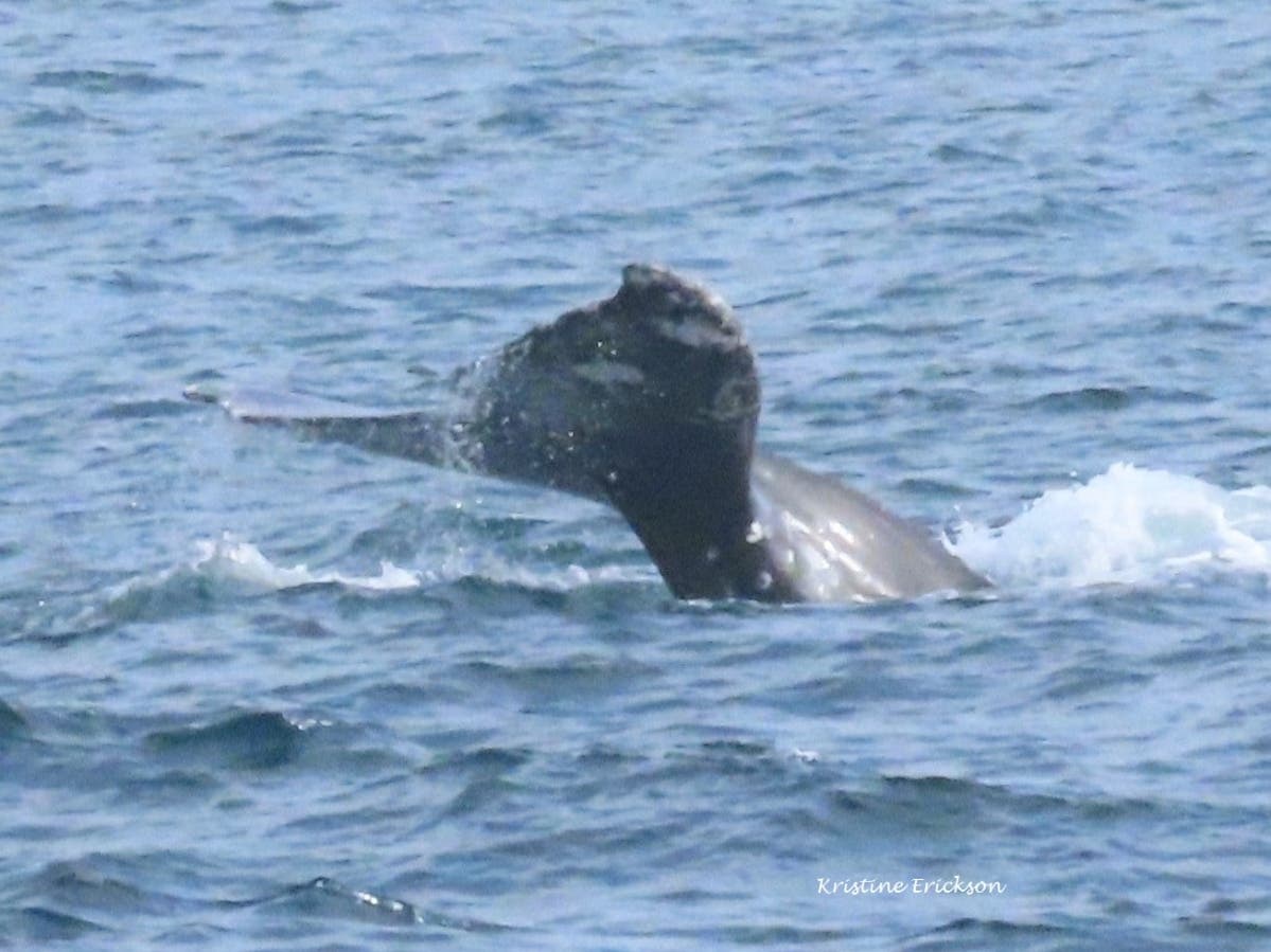 A gray whale fin photographed by resident photographer Kristine Erickson while onboard a Dana Wharf Sportfishing & Whale Watching vessel. 