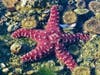 A sea star lying on the rocky ground beneath Laguna Beach waters.