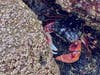 A striped shore crab hanging out beneath the rocks.
