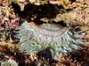 Can you name this undersea creature spotted in Laguna Beach? 