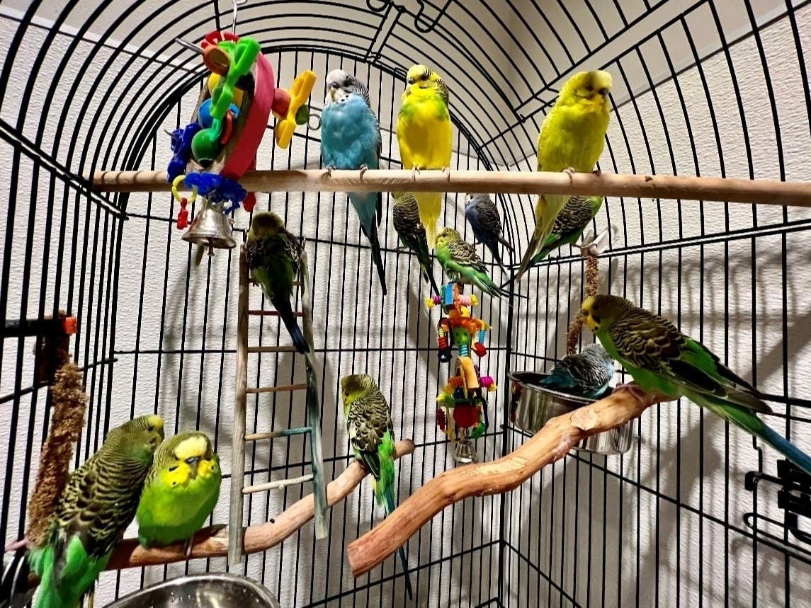 Thirty parakeets abandoned on a Laguna Niguel trail were adopted, thanks to the efforts of the Mission Viejo Animal Services Center and an outpouring of support from the community.