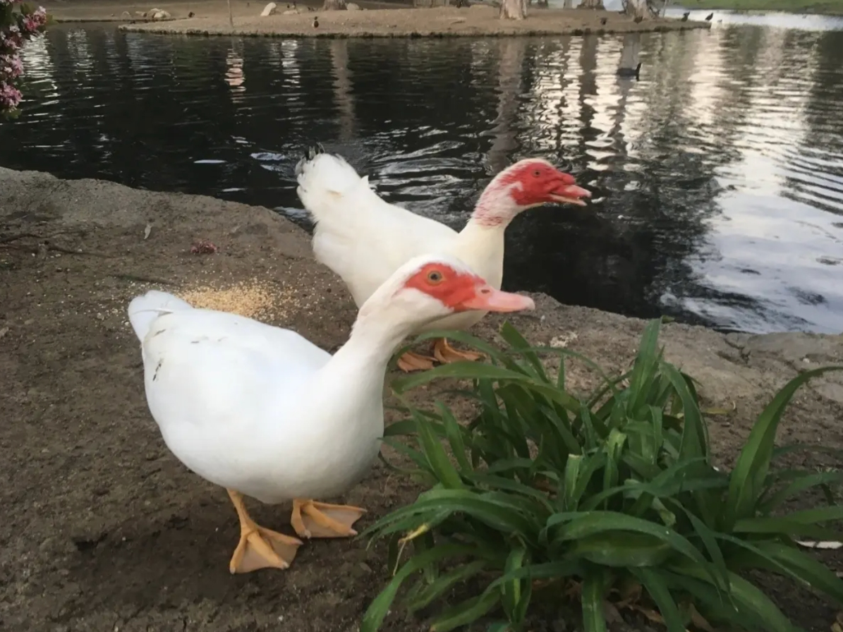 This image shows two Muscovy ducks ​known as Mr. Chipper and Grace. They were among four ducks shot multiple times and killed at a park in Costa Mesa over the weekend. 
