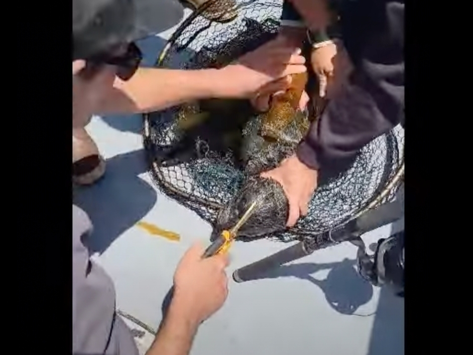 A threatened Guadalupe fur seal received a helping hand from fishermen aboard a Dana Wharf Sportfishing and Whale Watching boat Friday​.