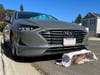A 10-week-old kitten was rescued by the Mission Viejo Animal Services Center after being found in the engine of a car that had been driven from Mission Viejo to Laguna Niguel earlier this month.