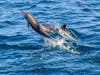 Dolphins dance across Orange County waters Tuesday.