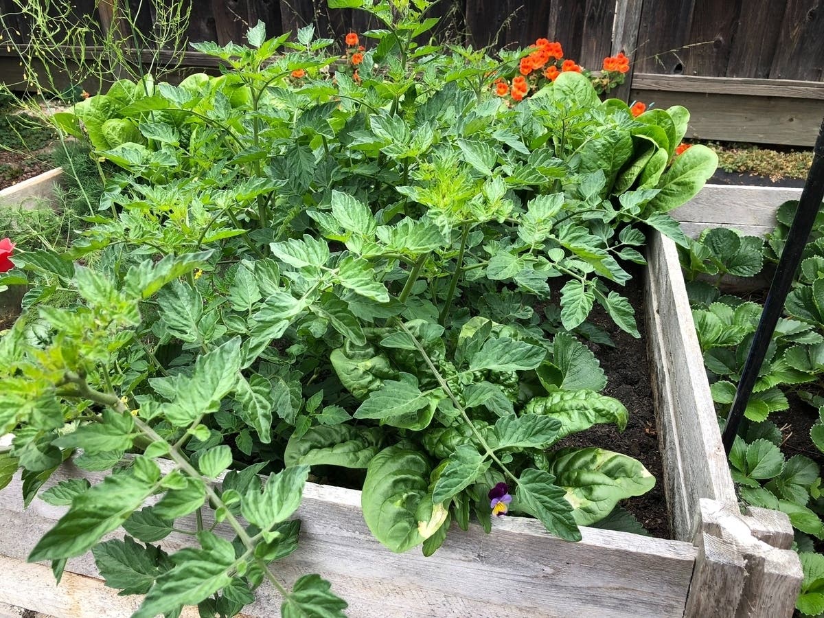 Are you interested in learning how to make healthy soil for your garden? A free organic gardening class will take place at the Laguna Nursery on Saturday, and residents are encouraged to attend. 