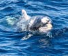 Orange County's beloved bottlenose dolphin was spotted this week during a Dana Wharf Whale Watch ride off the coast of Dana Point. 
