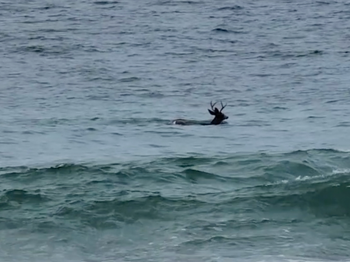 A Laguna Beach resident caught a special visitor on camera taking a swim while visiting Main Beach on Sunday. 