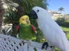 Cody, left, is a Double Yellow Headed Amazon and Baby Love is an Umbrella Cockatoo. Both Cody, Baby Love and one other parrot was stolen from a South OC business Tuesday.