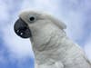 Baby Love, an Umbrella Cockatoo, was stolen Tuesday in Dana Point.