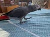 Sweetie, a Congo African parrot, was stolen Tuesday in Dana Point.