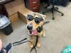 Robinson, a young German Shepard mix found wandering the streets of South Orange County with a muzzle on, is currently being evaluated by the Mission Viejo Animal Services Center.