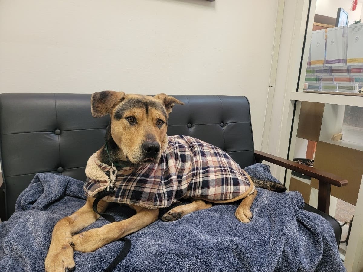 Muzzled Dog Gets New Lease On Life Thanks To Community Aid | Mission ...