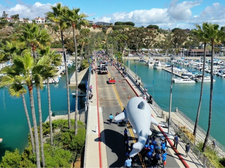 An annual celebration by the people and for the whales is returning to Dana Point this March, after Dana Point Harbor announced the return of the 52nd Annual Dana Point Festival of Whales on March 4 through March 5. 