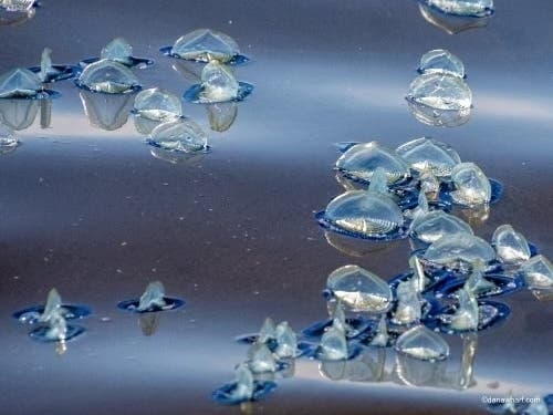 The shores of Southern California are overrun with hundreds of squishy jellyfish-like organisms known as Velella velella, or By-the-Wind Sailors, and marine biologists cautioned beachgoers against touching them.