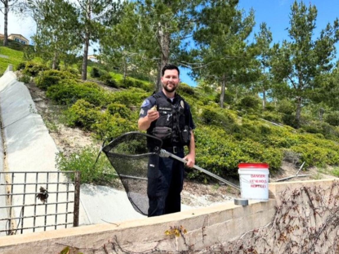 One Mission Viejo Animal Services officer rescued a brood of ducklings after they had fallen into a 20-foot storm drain this week, the city said in a news release. 