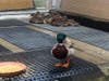 After a grueling four weeks of recovery, a Mallard Drake found with an arrow from a crossbow lodged through his neck and cheek is getting ready to be released back into the wild, the Wetlands & Wildlife Care Center announced.