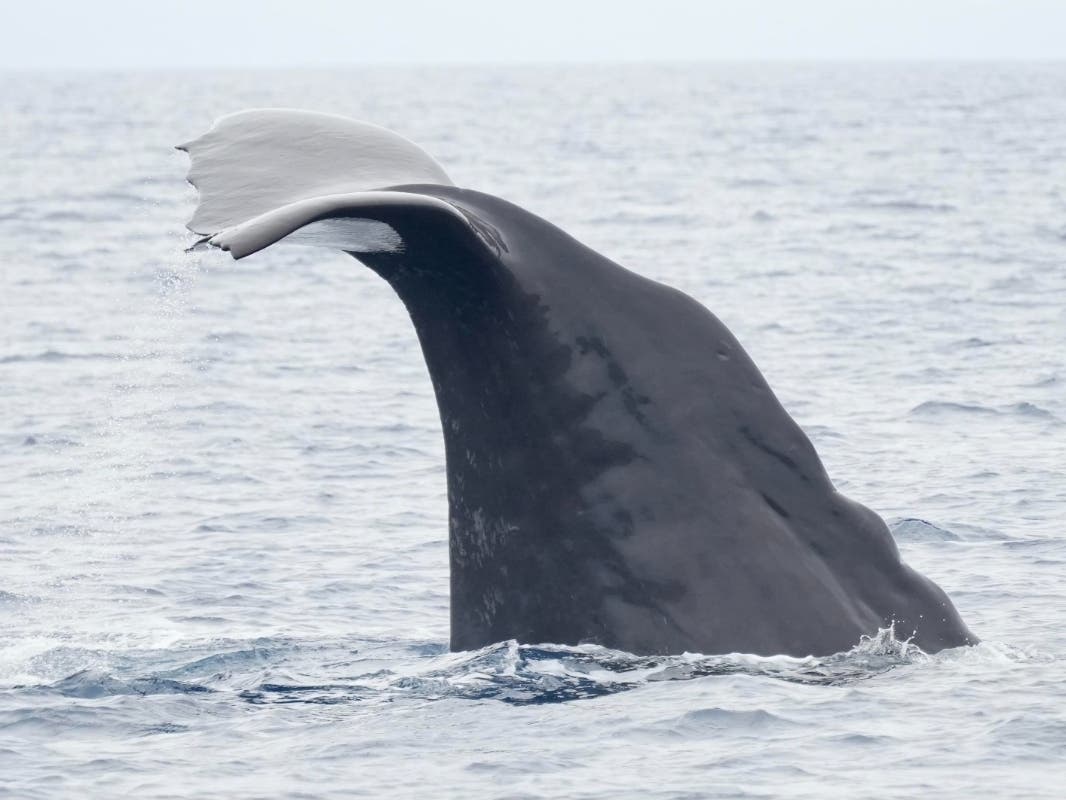Travelers aboard Dana Wharf Sportfishing and Whale Watching's Ocean Adventure vessel were treated to a rare sight this week off the coast of Laguna Beach: a lone sperm whale. 