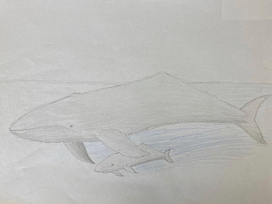 Andrew Wang, a Niguel Hills Middle School student, participated in the Wyland Whale and Dolphin Adventure Art Lesson package.
