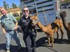 Animal Services Officer Julie Forton and the two corralled alpacas.