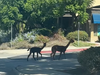 Some Mission Viejo residents were treated to a surprising sight late Thursday morning: two alpacas — one brown, one black — high-tailing it across a busy city intersection.