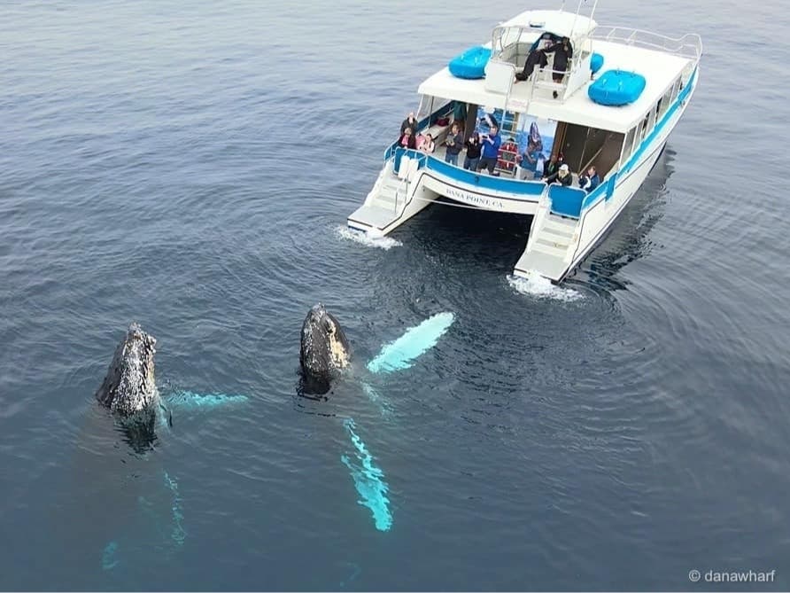 Passengers traveling aboard a whale-watching tour that departed from Dana Point were treated to the performance of a lifetime by two humpback whales. 