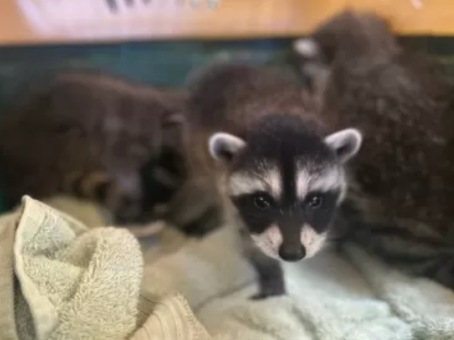 A small litter of raccoon siblings was reunited in Mission Viejo this week, thanks to the Mission Viejo Animal Services Center. 
