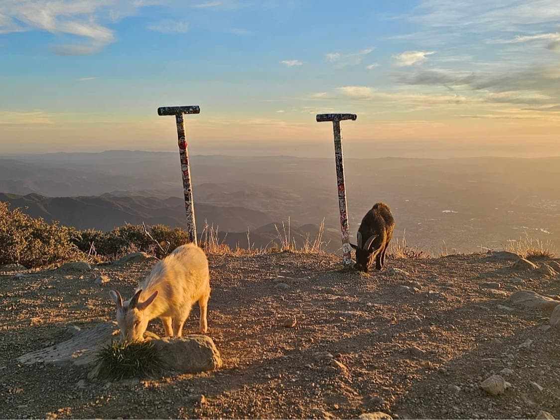 Two goats were found abandoned and roaming on top of Saddleback Mountain Tuesday, and the community was sought to get them the veterinary help they need.