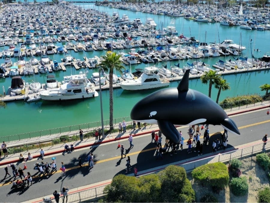 The 53rd Annual Dana Point Festival of Whales is returning to the city this March, and residents were urged to save the date for the three-day celebration. 