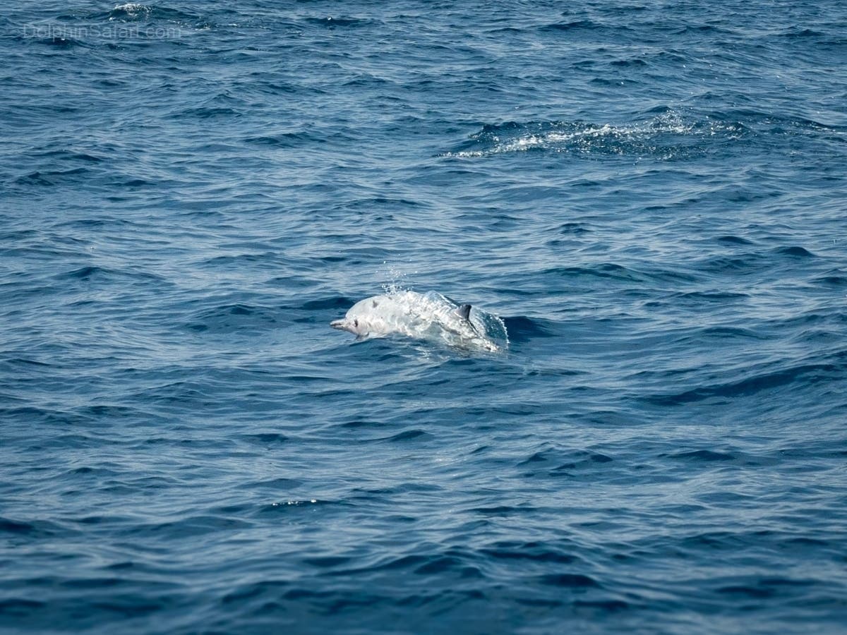 Common Dolphin