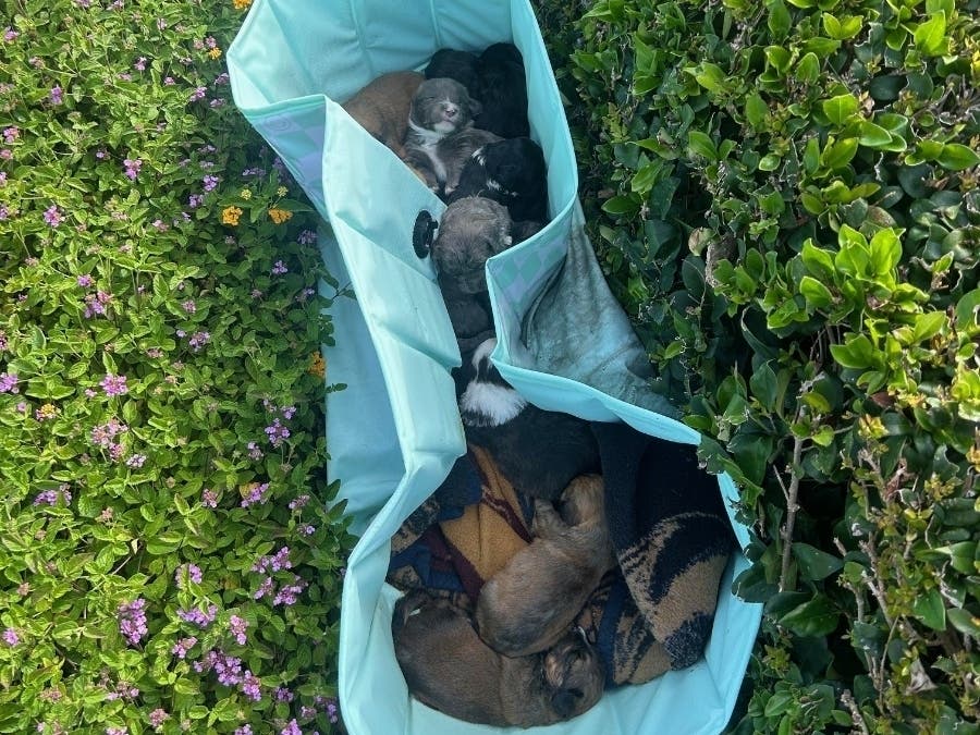 10 newborn puppies were thrown out of a vehicle and left in the bushes, city officials said Wednesday. 