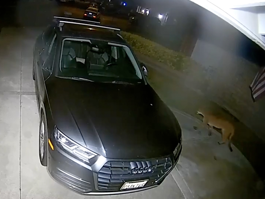 A mountain lion was spotted roaming along the Interstate 5 Freeway in Lake Forest, city officials said Friday. 