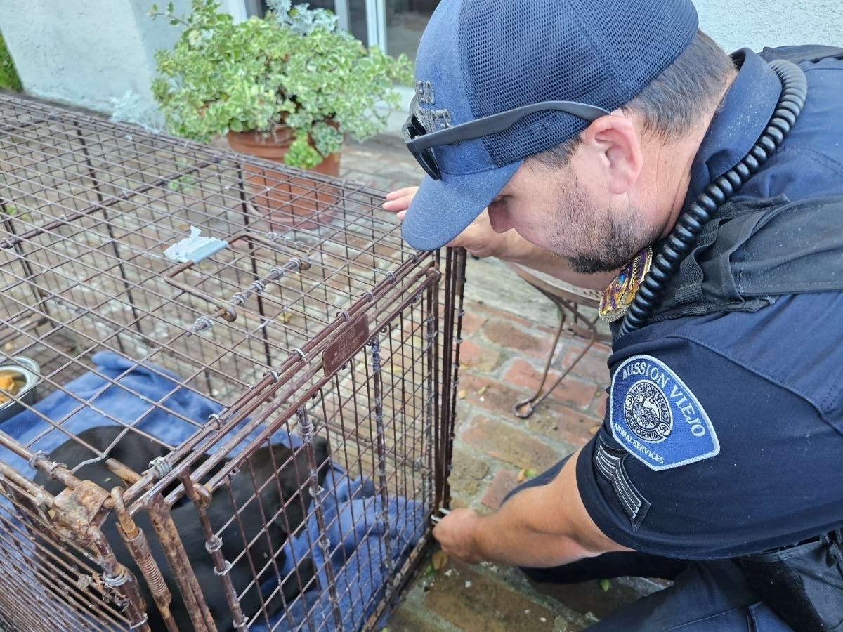 A stray dog now named Journey who was seen roaming the streets of Laguna Niguel for a month has finally been captured, thanks to Mission Viejo Animal Services. 