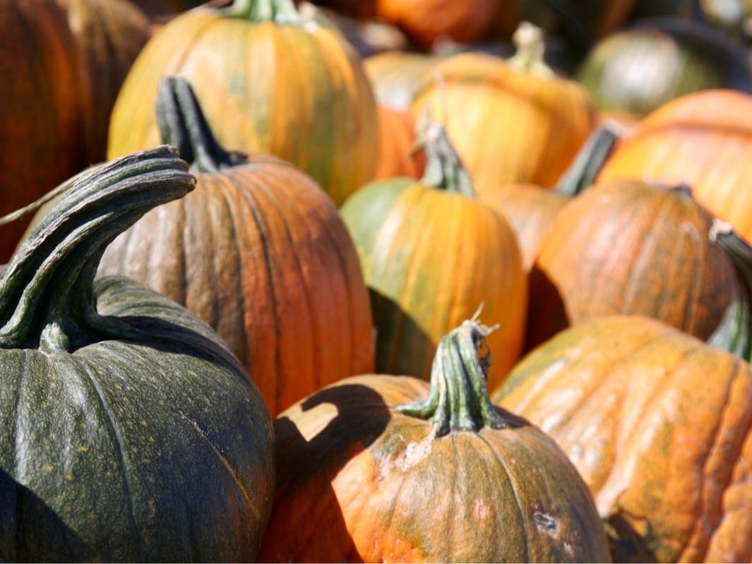Where to find the best pumpkins in and around Laguna Beach.