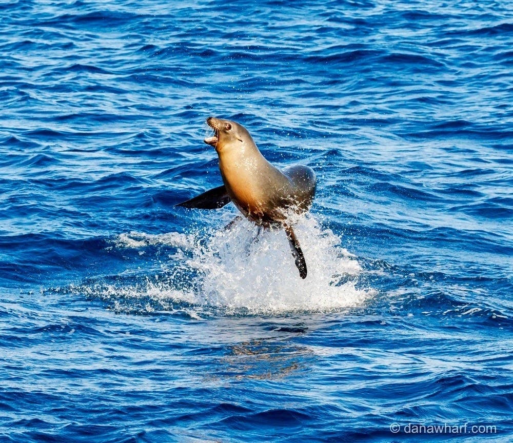 This eye-catching photograph was shot by Laura Lopez of Dana Wharf Whale Watching and submitted by Dana Wharf COO Donna Kalez.