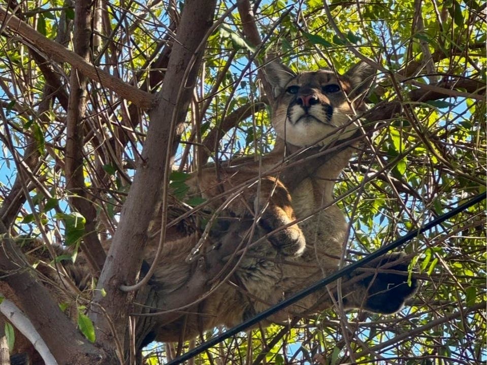 Orange County police, fire and wildlife agencies responded to a not-so-typical "cat up a tree" call Monday, Nov. 19, when a family reported that a mountain lion was stuck in a tree at Tustin home. 