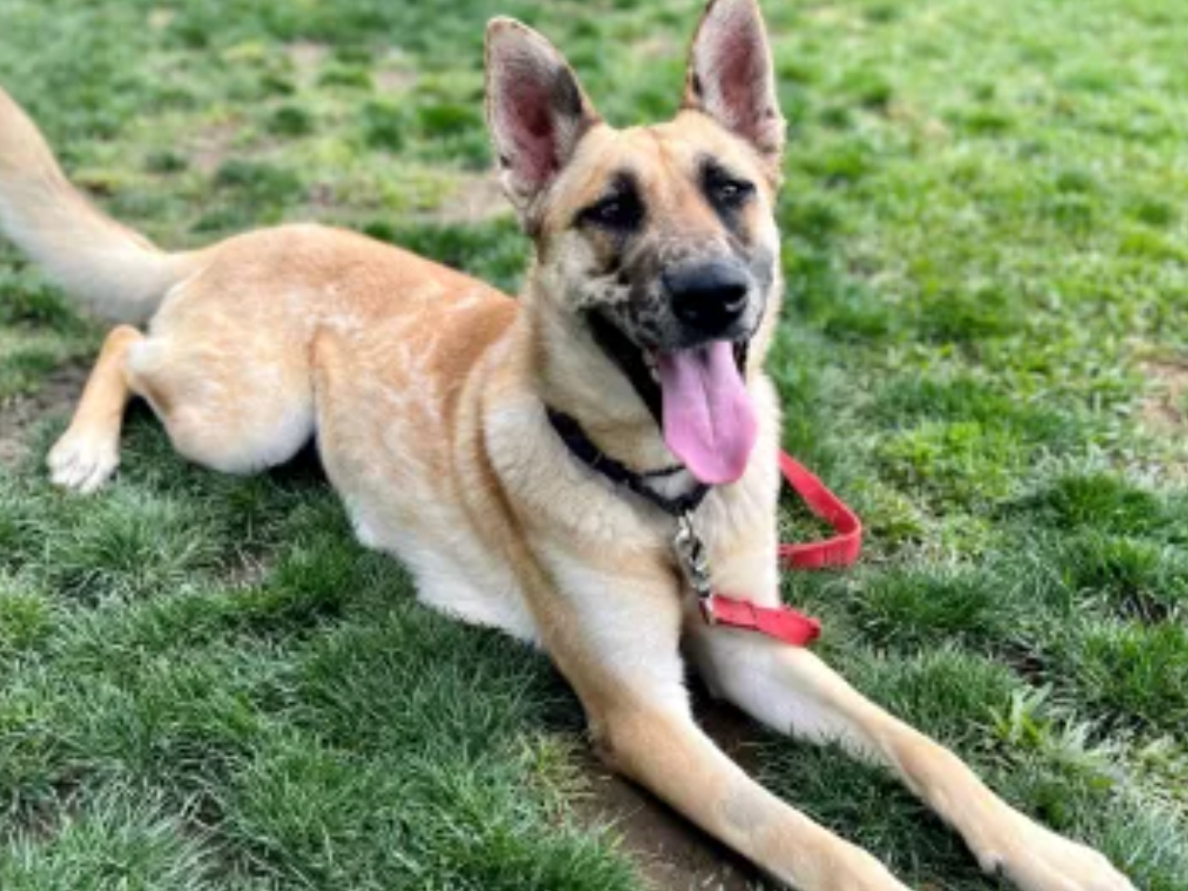 Mission Viejo Animal Services Center volunteers have been writing letters of recommendation on behalf of a young dog who has been at the shelter for 232 days in the hopes he might find a home for the holidays.