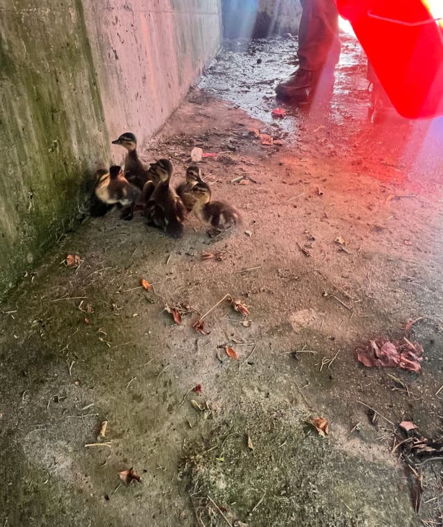 OC Deputies Save Ducklings In Storm Drain While Mother Duck Watches ...