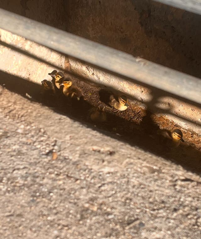 OC Deputies Save Ducklings In Storm Drain While Mother Duck Watches ...
