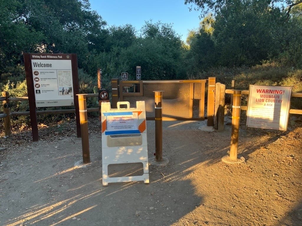Watch: Lion Stalks OC Cyclists, Forces Closure Of Popular Park | Orange ...